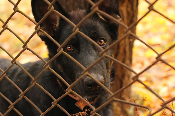 Black dog behind the net. Black shepherd dog