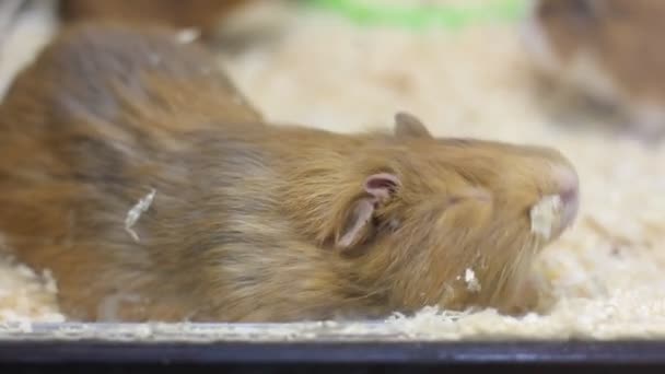 Hamsters Cerdos Guinea Animales Zoológico — Vídeos de Stock