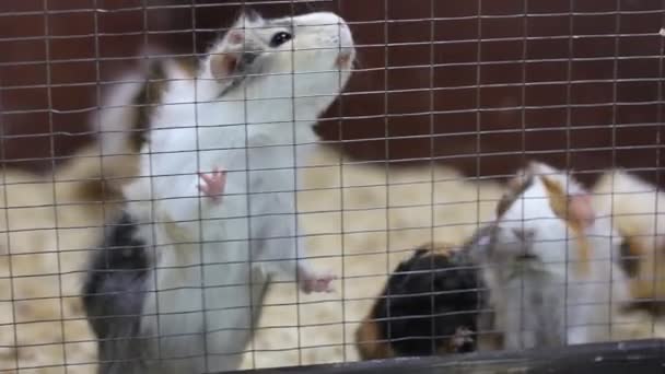 Hamsters Cerdos Guinea Animales Zoológico — Vídeos de Stock