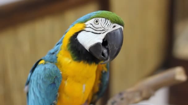 Big Parrot Close Blue Yellow Macaw — Stock Video