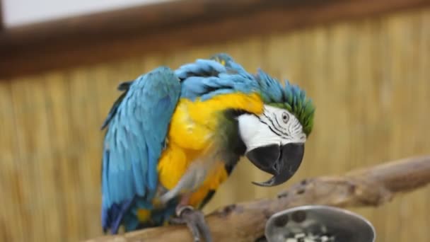 Big Parrot Close Blue Yellow Macaw — Stock Video