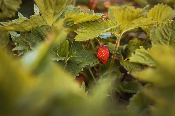 Fresas en el jardín de cerca. Cereza — Foto de Stock