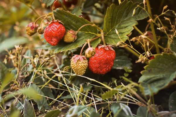 Fresas en el jardín de cerca. Bayas — Foto de Stock