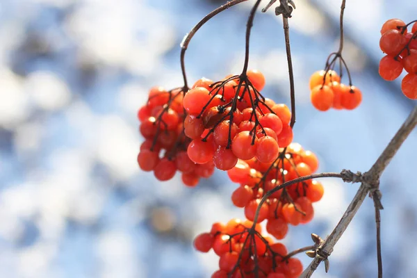 Το Viburnum το χειμώνα κοντά. Όμορφος χειμώνας — Φωτογραφία Αρχείου