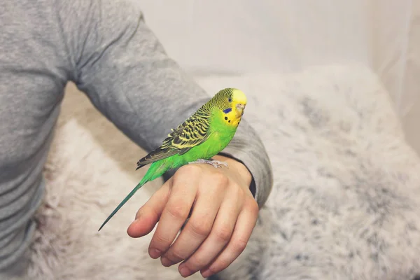 Perroquet ondulé dans les mains. Oiseau à la main — Photo