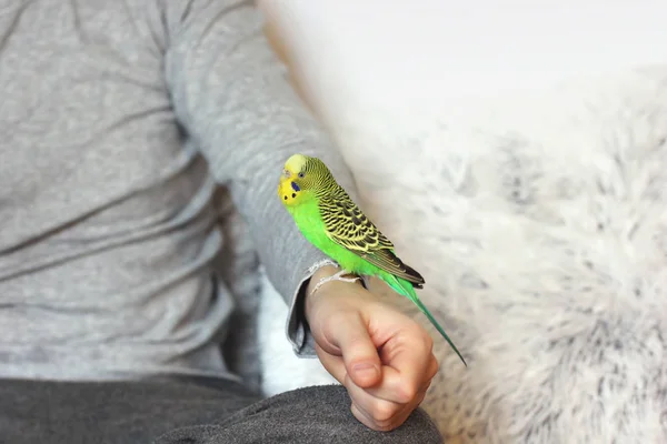 Papuga siedzi na dłoni. Ptak — Zdjęcie stockowe