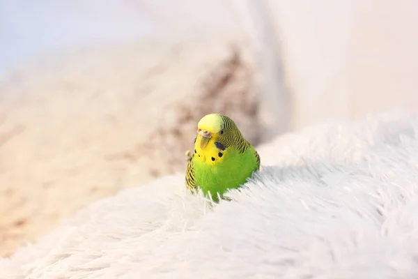 Un perroquet est assis sur un oreiller. Oiseau — Photo