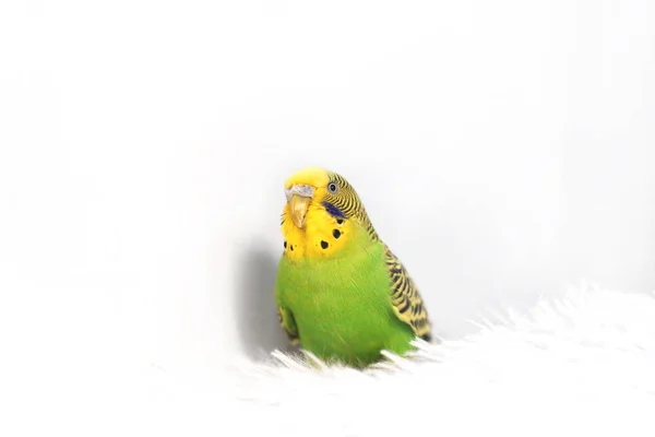Papoušek na polštáři na bílém pozadí. — Stock fotografie
