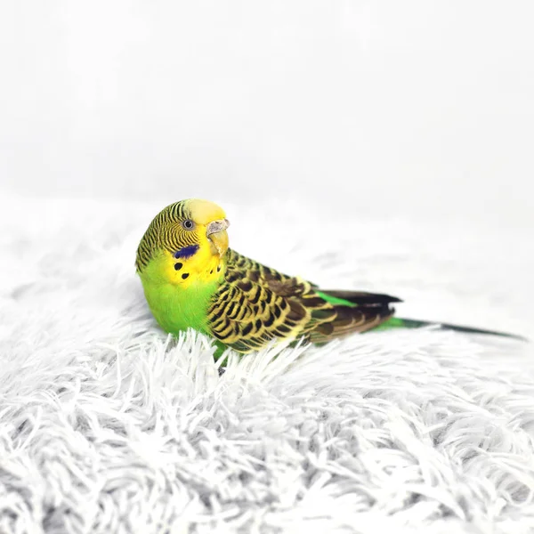 Попугай сидит на подушке. Птица — стоковое фото