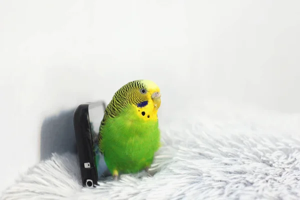 Parrot and phone on a pillow on a light background — Stock Photo, Image