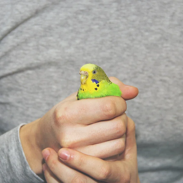 Perroquet ondulé dans les mains. Oiseau à la main — Photo