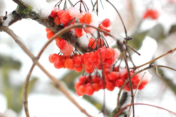 Viburnum im Schnee. schöner Winter — Stockfoto