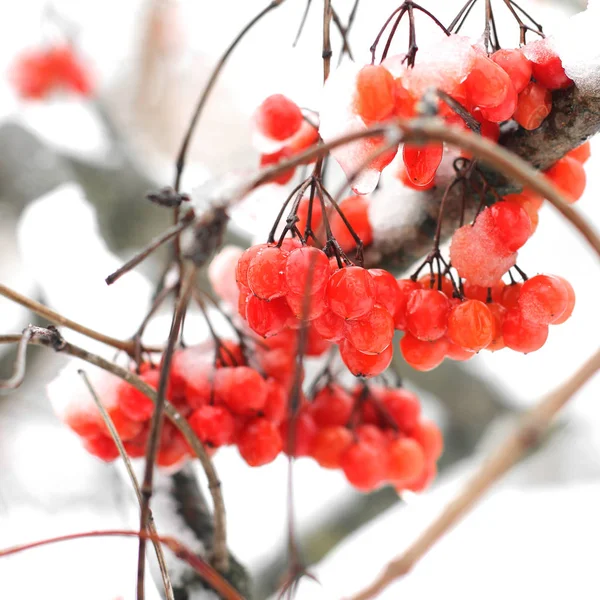 雪の中でガマズミ属の木。美しい冬 — ストック写真