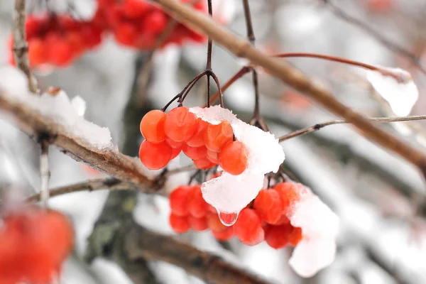 Viburnum na neve. Belo inverno — Fotografia de Stock