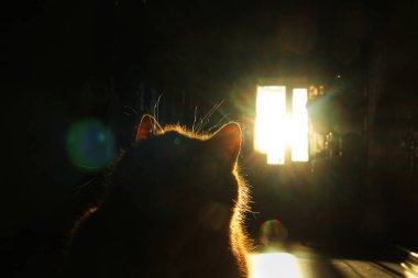 Kedi gölgede kaldı. Soyut fotoğraf. Güneşin ışıkları. Pe