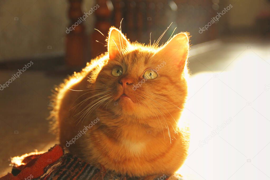 Beautiful ginger cat in the house. Pet