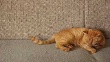 Güzel kırmızı kedi bir kanepede yatıyor.