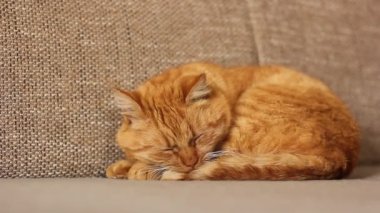 Güzel kırmızı kedi bir kanepede yatıyor.