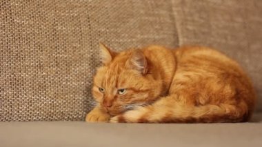 Güzel kırmızı kedi bir kanepede yatıyor.