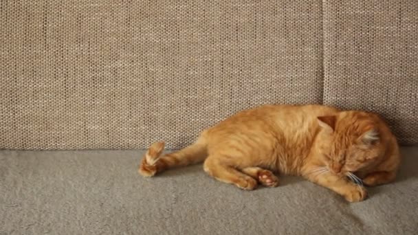 Schöne Rote Katze Liegt Auf Einem Sofa — Stockvideo