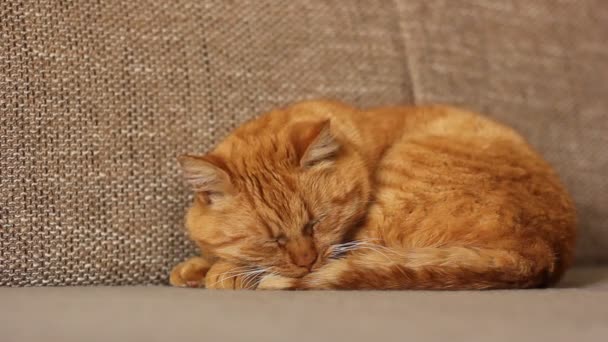 Beautiful Red Cat Lies Sofa — Stock Video