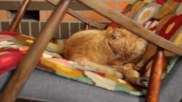 Katten Sover Gungstol Bakgrunden Eldstaden — Stockvideo