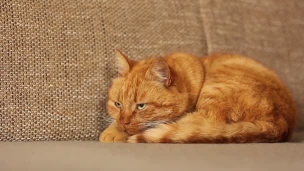 Vacker Röd Katt Ligger Soffa — Stockvideo