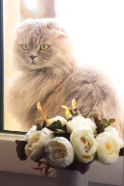Pencerenin yanındaki güzel kedi. Kedi ve çiçekler.