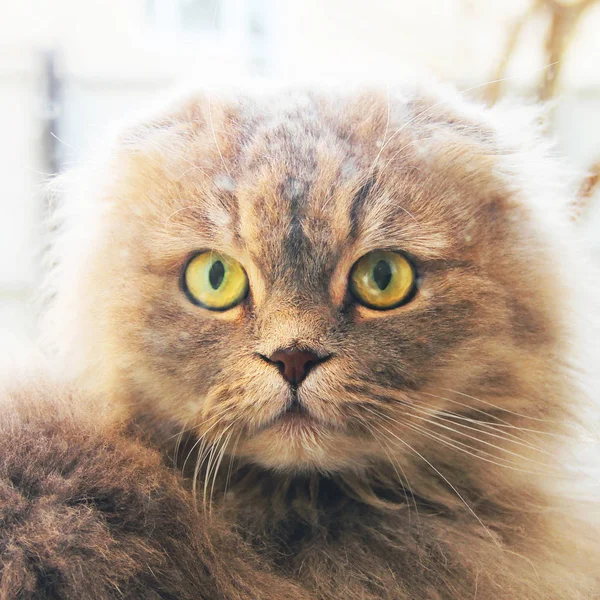 Hermoso Gato Cerca Ventana Gato Mirando Cámara —  Fotos de Stock