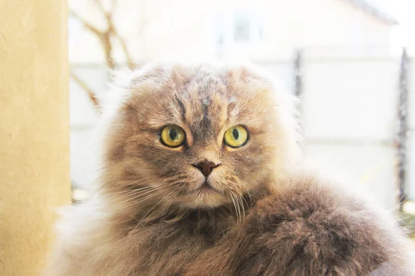 Mooie Kat Bij Het Raam Kat Kijkt Naar Camera — Stockfoto