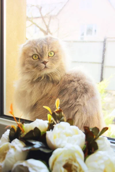 Mooie Kat Bij Het Raam Kat Bloemen — Stockfoto