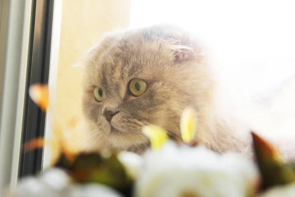 Beautiful cat near the window. Cat and flowers