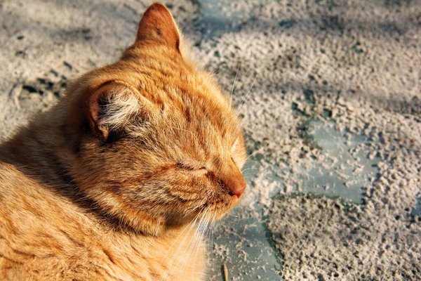 Mooie Rode Kat Ligt Straat — Stockfoto