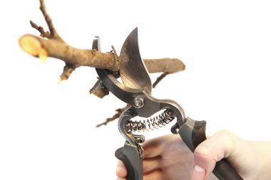 Beyaz bir arkaplan üzerinde Secateurs el ele. Bahçe araçları