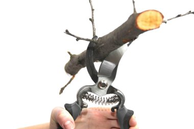 Beyaz bir arkaplan üzerinde Secateurs el ele. Bahçe araçları