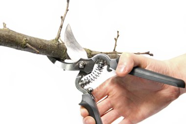 Beyaz bir arkaplan üzerinde Secateurs el ele. Bahçe araçları