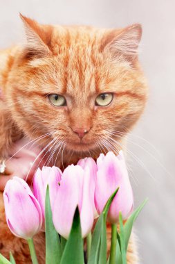Kedi ve laleler. Kedi ve bahar. Kızıl kedi ve çiçekler