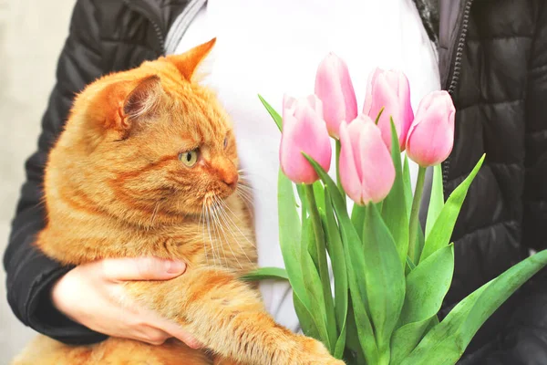 Vörös Macska Rózsaszín Tulipán Macska Virágok Tavasz — Stock Fotó