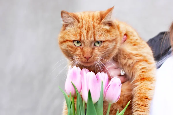 Gato Tulipanes Gato Primavera Ginger Gato Flores — Foto de Stock