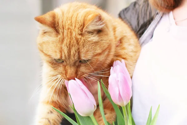 Katze Und Tulpen Katze Und Frühling Ingwerkatze Und Blumen — Stockfoto