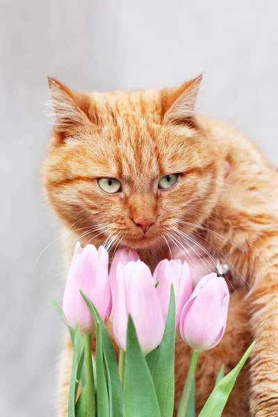 Katze Und Tulpen Katze Und Frühling Ingwerkatze Und Blumen — Stockfoto