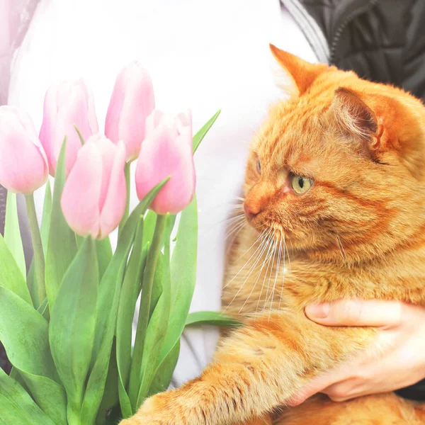 Vörös Macska Rózsaszín Tulipán Macska Virágok Tavasz — Stock Fotó