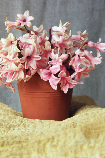 Flores Pote Fundo Cinza Flores Primavera — Fotografia de Stock