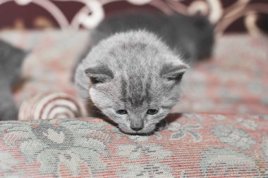 Felis Catus. Kanepedeki küçük gri kedi yavrusu. Kedi