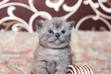 Kanepedeki küçük gri kedi yavrusu. Kedi