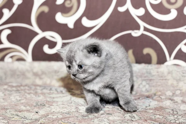 Катус Феліса Маленький Сірий Кошеня Дивані Кіт — стокове фото