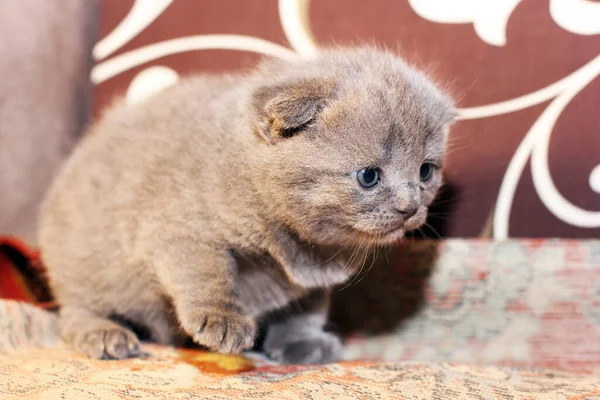 Gatinho Cinzento Sofá Gato — Fotografia de Stock