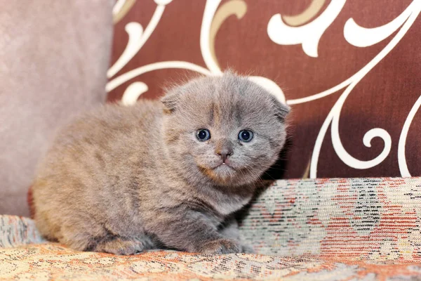 Petit Chaton Gris Sur Canapé Chat — Photo