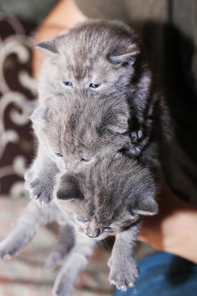 Tres Gatitos Grises Con Ojos Azules Sus Brazos Gato Gris —  Fotos de Stock