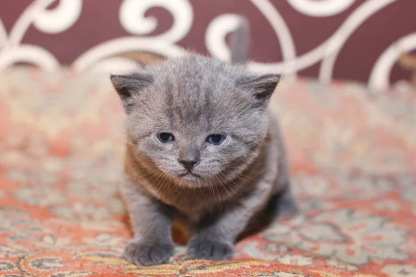 Kleine Graue Kätzchen Auf Der Couch Katze — Stockfoto